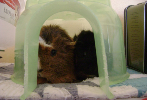 Pere and Merri’s idea of a funhouse. Look how much fun they’re clearly having. So. Much. Fun. Just for reference, they did that to themselves.