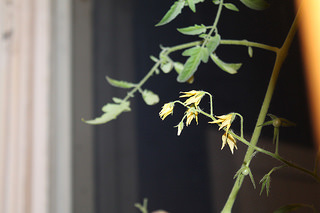 tomato plant