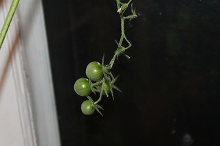 tomato plant