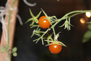 tomato plant