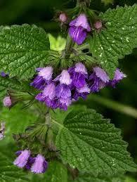 horehound_haiku_Friday