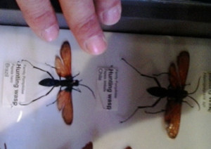 Pepsis wasp is bigger than you think.