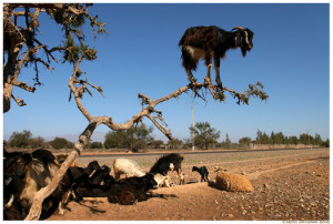 out on a limb