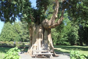 One heck of a tree at one time