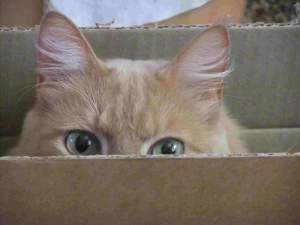 random caspian photo in box