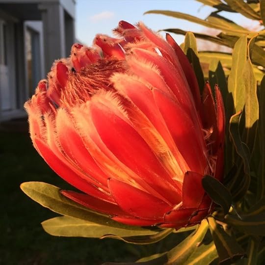 Protea