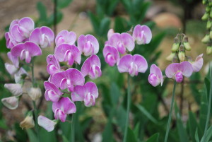 sweet peas