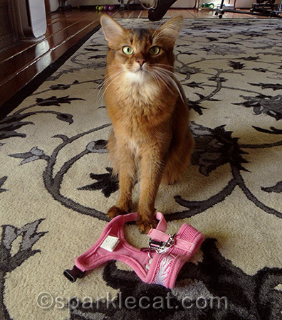 A harness often means an adventure!