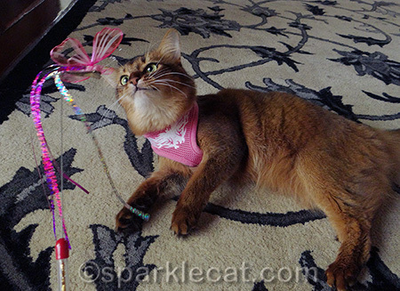 I love this toy, but it is rather fragile so I don't get to play with it often