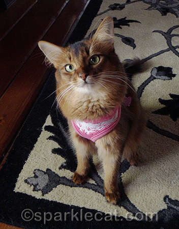 I love wearing my harness because I have a properly trained human