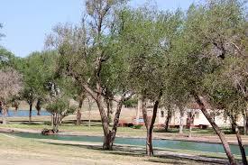 lubbock trees 1