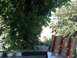 Grape Arbor 6_29_15