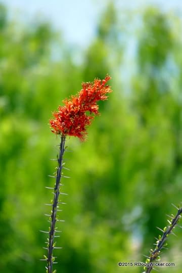 Springtime Desert Flora
