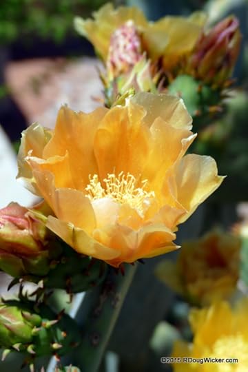 Springtime Desert Flora