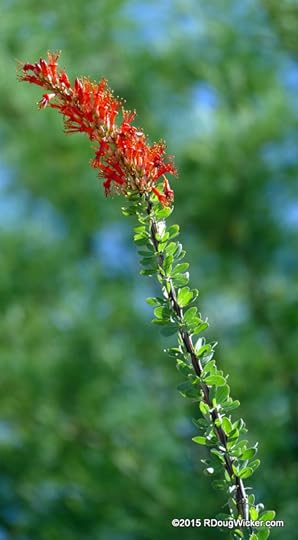 Springtime Desert Flora