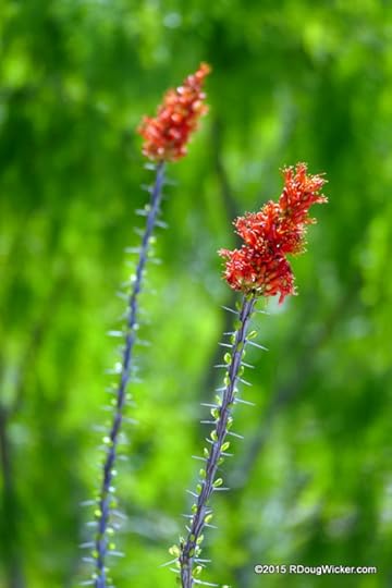 Springtime Desert Flora