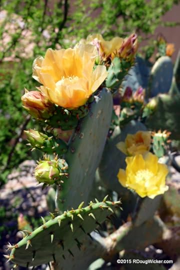 Springtime Desert Flora