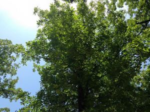 The view from my hammock.