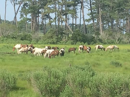 Wild Ponies on Assateague