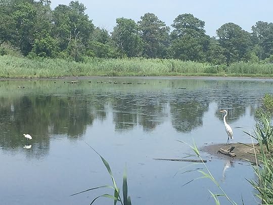 Snowy Egret and Great Egret Near Sea Star Cafe