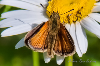 European Skipper (Thymelicus lineola) (June 25, 2015)-1