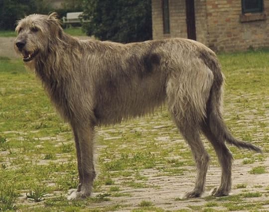 irish wolfhound - Google Search