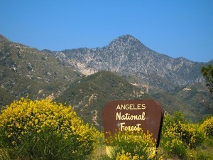 Los Angeles National Forest