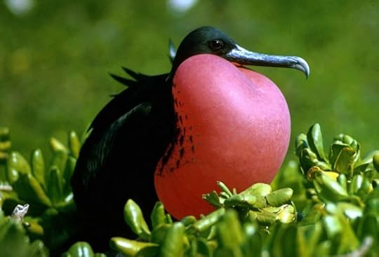 Here is the bird with a strawberry-looking throat pouch
