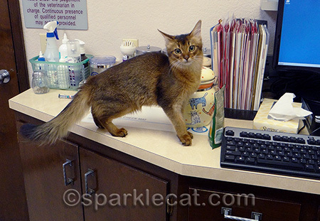 Cute kitten pic alert! Would you give me any less than the best care?