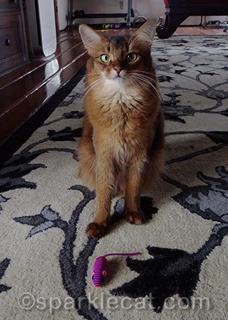 Can you tell how excited I am about this toy?