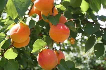 Peach Tree