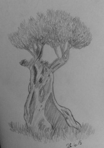 100-year-old olive tree