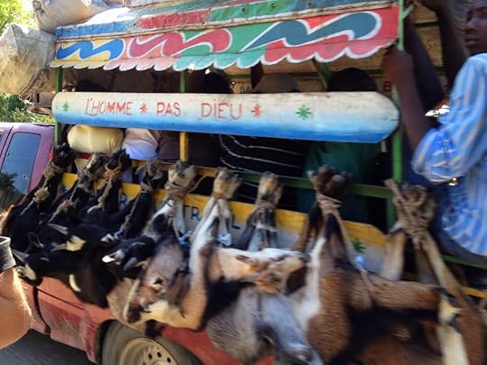 Goats in Haiti