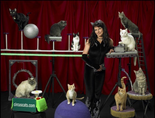 samantha-martin-acro-cats