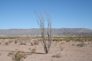 640px-FouquieriaSplendens_2006_BigBend