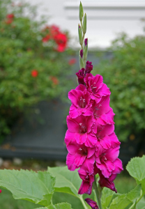 pink gladiola 7 10 13[1]
