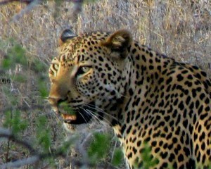 leopard face