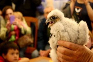 EvanstonFalcon