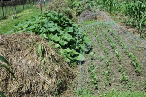 Winter Squash provides mulch for this path.