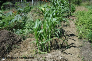 Rye straw from the mulch in the bed on the left of the corn and grass clippings in the path on the right.