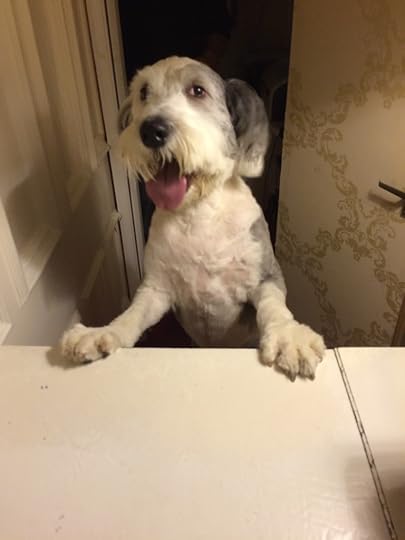 My hotel came with a CONCIERGE DOG.