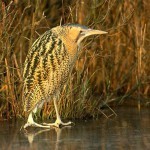 Roerdomp_101020061084th