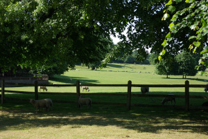 Pasture as you walk up the drive to Chawton House