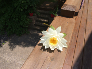 Someone picked this flower from the lake. Who picked it? Who is it for? What happened right after this flower was given to the intended person? Did the giver and receiver run off to make love? Did the receiver put it down and begin to make breakfast, leaving the giver feeling slighted? 