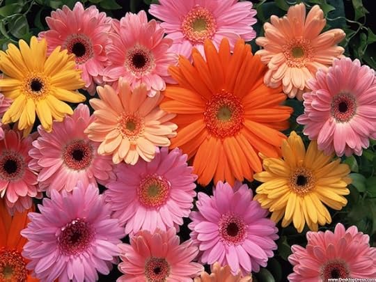 Gerbera daisy fireworks!