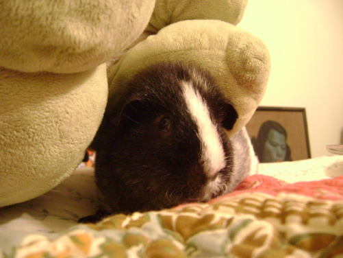 This is Ozy’s “I’m suspicious” face. He wouldn’t be a great carousel employee, but he could definitely ferret out suspicious characters. 