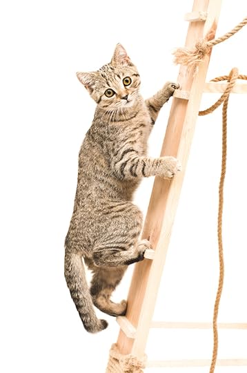 LadderCatKitten_42359535_l-2015