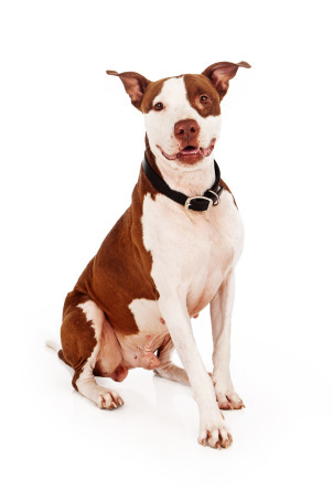 Brown and white Pit Bull dog sitting and looking at the camera with a happy expression