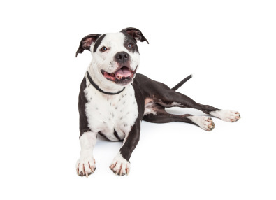 A friendly and obedient black and white Pit Bull breed dog laying down