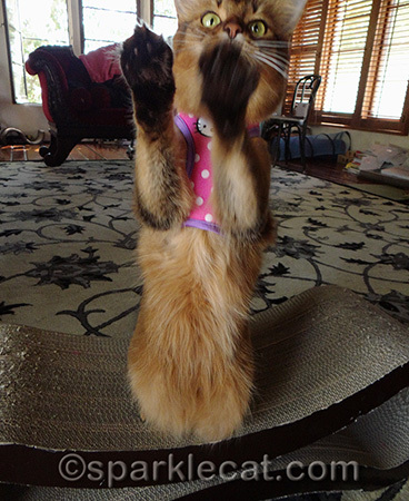 My human has more photos like this than she cares to admit. In fact, she usually leaves them on the card